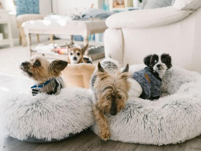 4匹の犬のペット